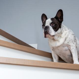 dog on stairs