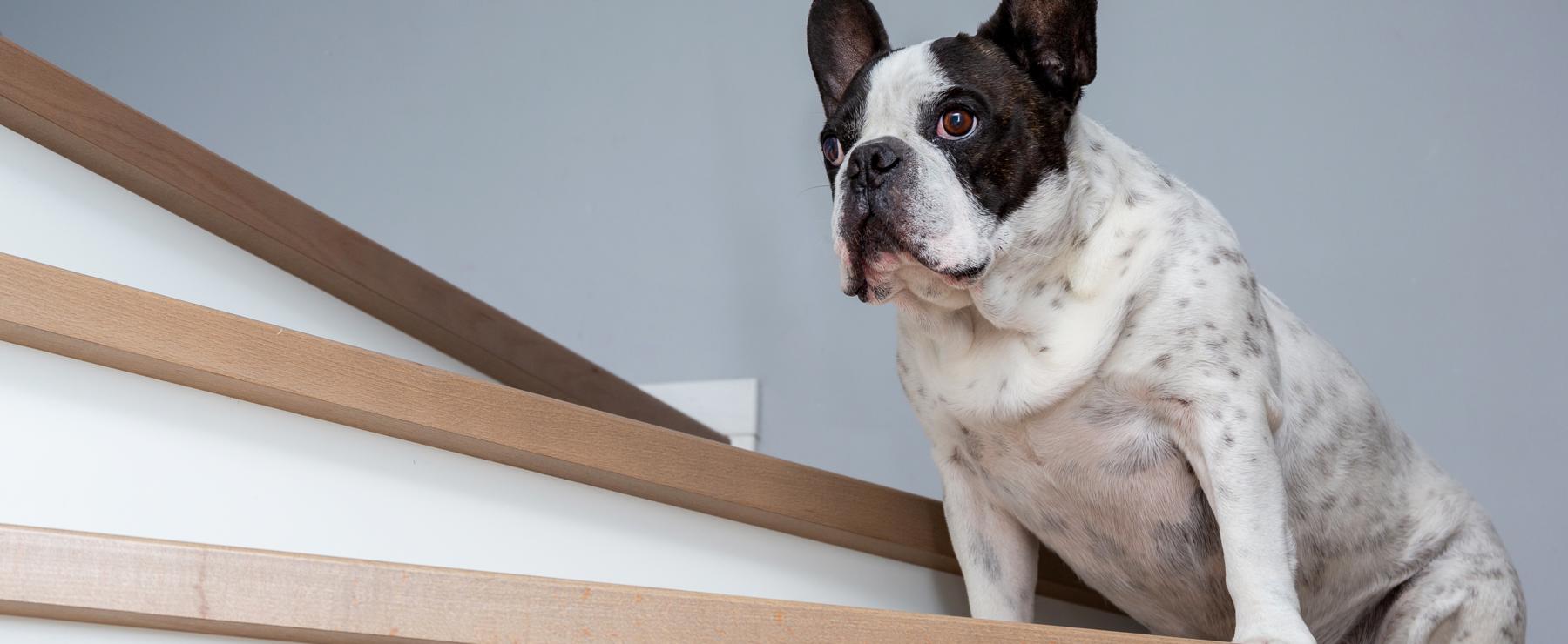 dog on stairs