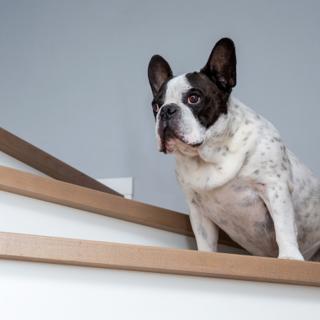 dog on stairs